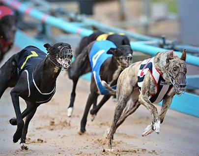 best Greyhounds betting odds comparison for Canada on this page