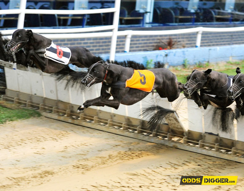 Romford Greyhounds