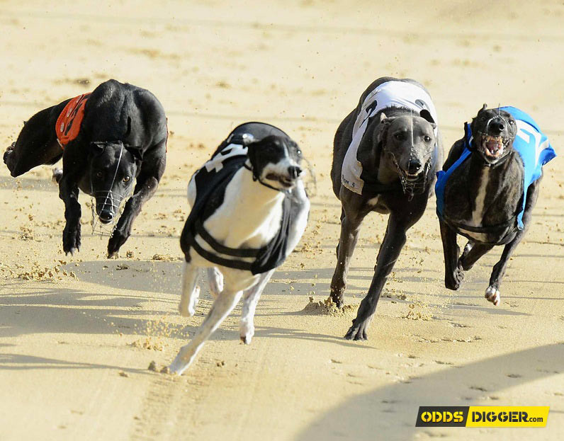 Betting greyhounds