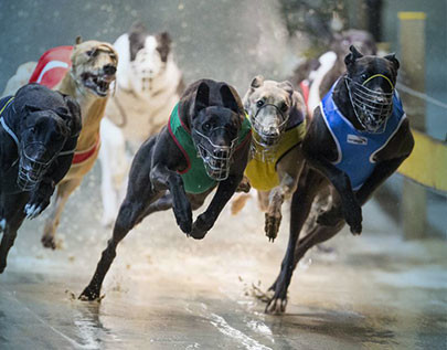 Best online greyhound betting sites